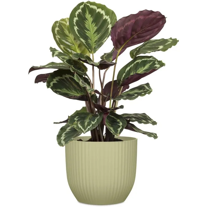 Deroma Pot de fleurs rond 7 Litres Ø 24 cm Vert - Design contemporain pour intérieur et extérieur