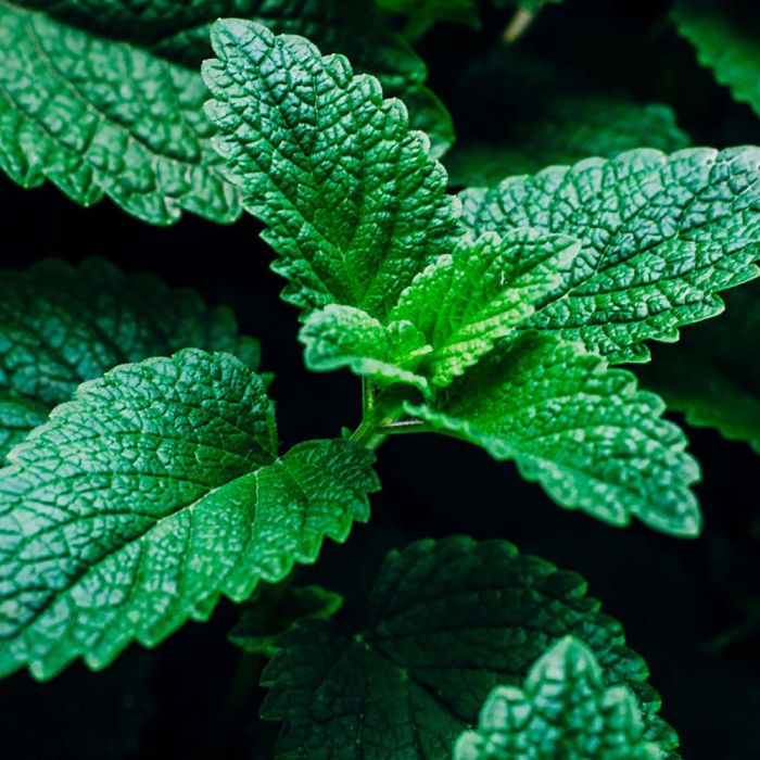 Kiehl'S Ultimate Brushless Shave Cream 75 mL 3