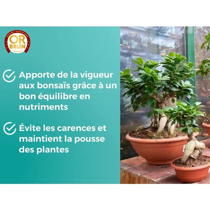 Or Brun Engrais Liquide pour Bonsaï Intérieur et Extérieur, 250 ml - OBRECLBONSAI250 - Formule Équilibrée pour Croissance et Feuillage Compact Or Brun Engrais Liquide pour Bonsaï Intérieur et Extérieur, 250 ml - OBRECLBONSAI250 - Formule Équilibrée pour Croissance et Feuillage Compact
