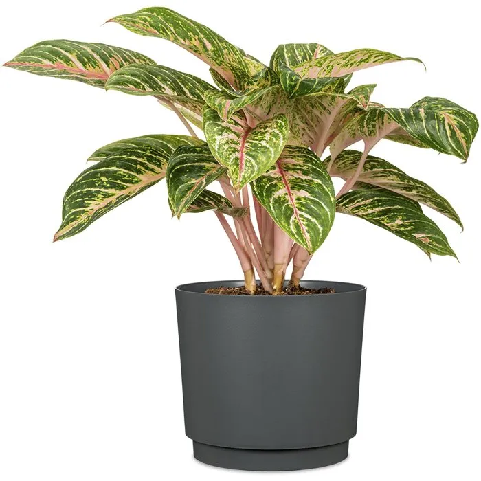 Deroma Pot de Fleurs Rond 236 13 Litres - 29 cm de Diametre - Noir - Design Elegant et Durable pour Interieur et Exterieur