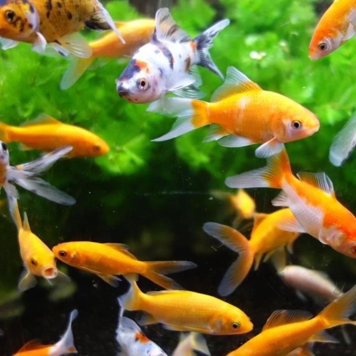 Aimant aquarium Nettoie vitres - AIMÉ - 10cm 2 Aimant aquarium Nettoie vitres - AIMÉ - 10cm 2