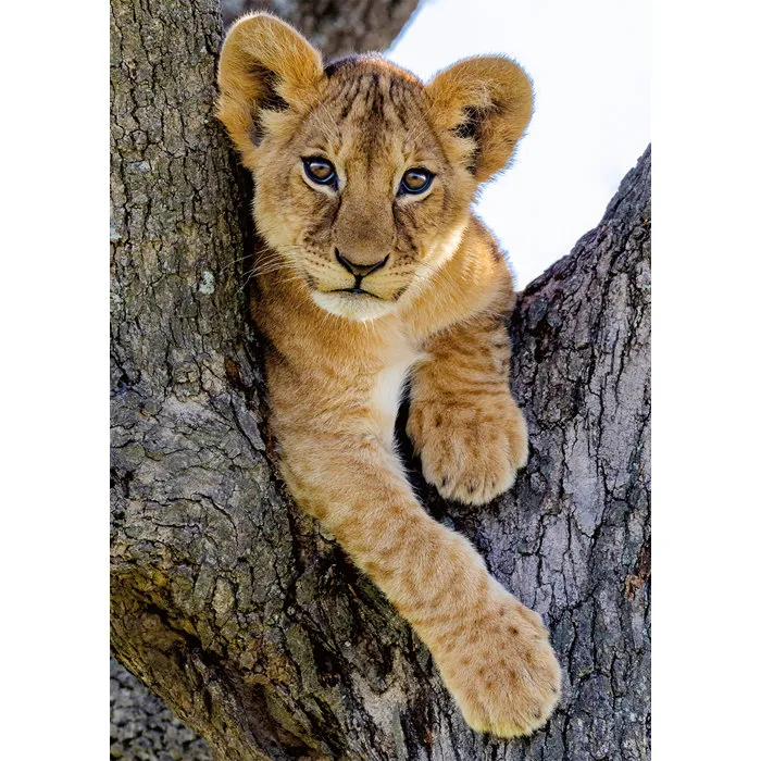 Nathan - Puzzle 1000 pièces Lionceau du désert, Collection Vie Sauvage - À partir de 14 ans, Encastrement Parfait - Réf. 12001884 Nathan - Puzzle 1000 pièces Lionceau du désert, Collection Vie Sauvage - À partir de 14 ans, Encastrement Parfait - Réf. 12001884