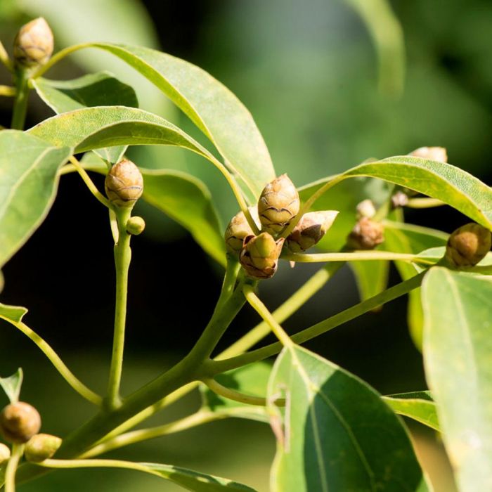 Kiehl'S Ultimate Brushless Shave Cream 75 mL 2