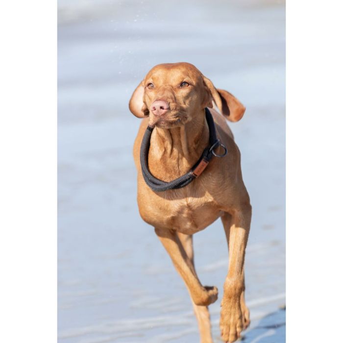 Collier d'entraînement pour chiens Trixie BE NORDIC Marron Gris foncé 45 cm 6 Collier d'entraînement pour chiens Trixie BE NORDIC Marron Gris foncé 45 cm 6