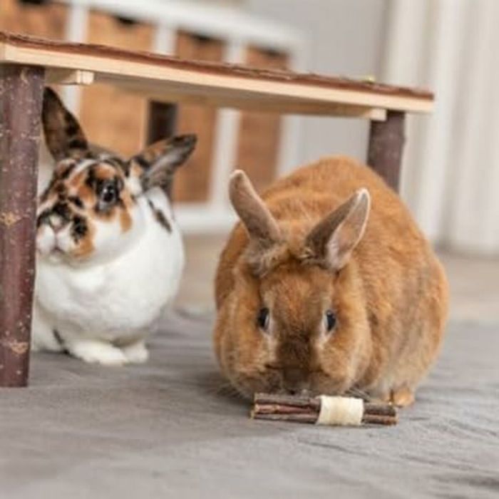 Jouet de dressage Trixie Bois Algues marines 10 × 3 CM (2 Unités) 1