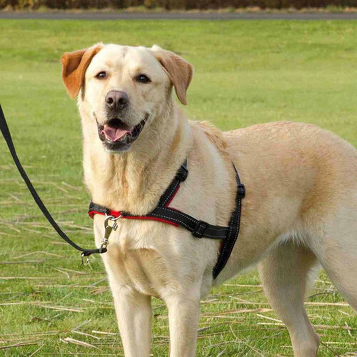 Harnais pour Chien Trixie 1 Harnais pour Chien Trixie 1