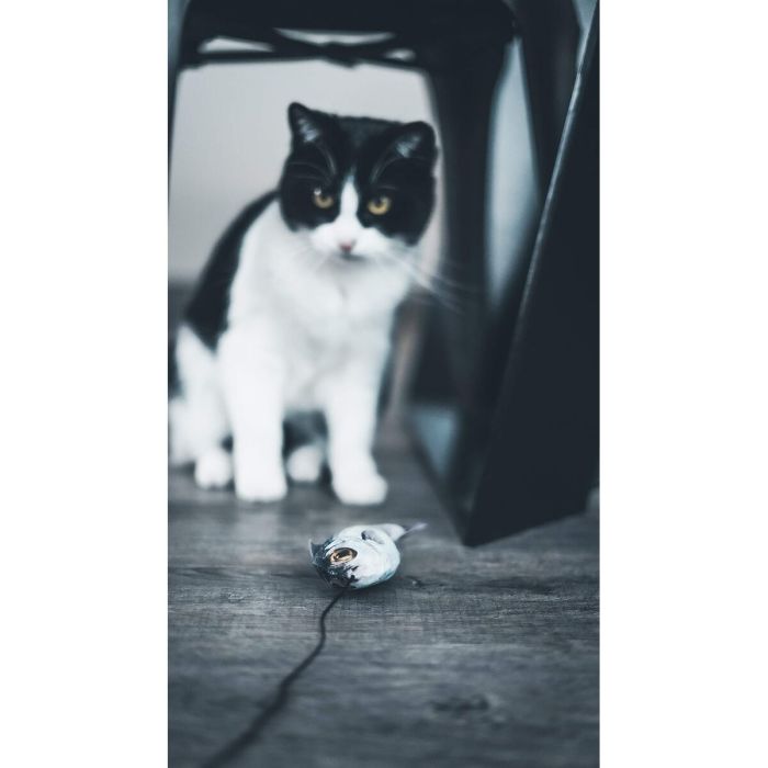 Jouet pour chats Aimé Bois 3