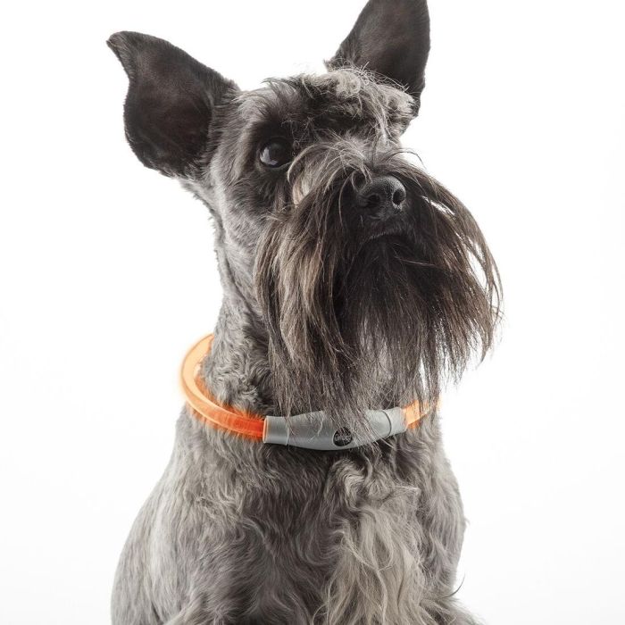 Collier à LED pour Animaux Petlux InnovaGoods