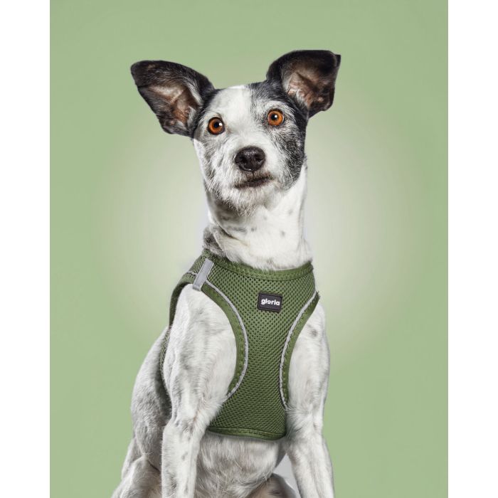 Harnais pour Chien Gloria 51-52 cm Vert L 33,4-35 cm 1