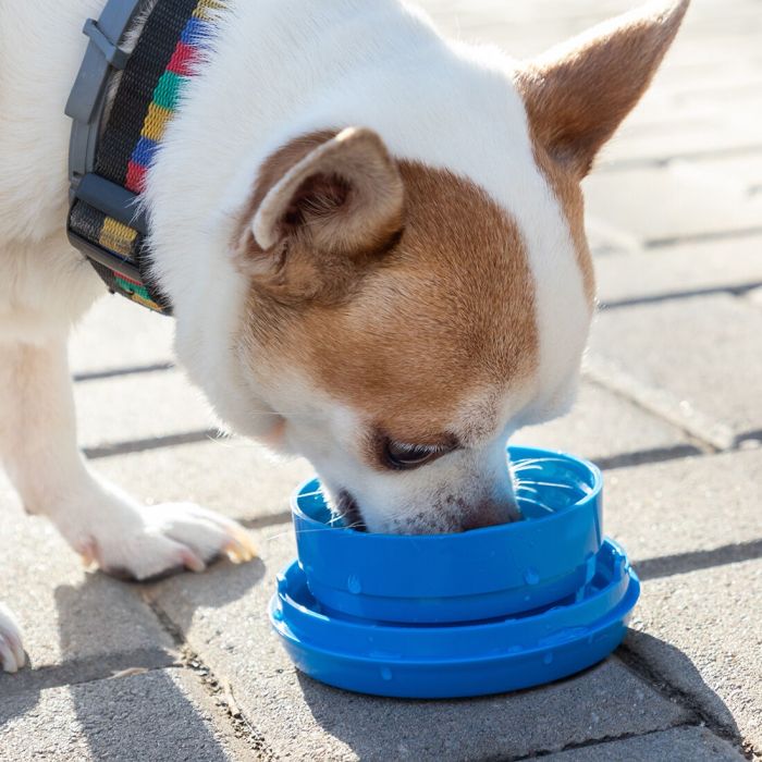 Laisse de chien rétractable 6 en 1 Compet InnovaGoods 4 Laisse de chien rétractable 6 en 1 Compet InnovaGoods 4