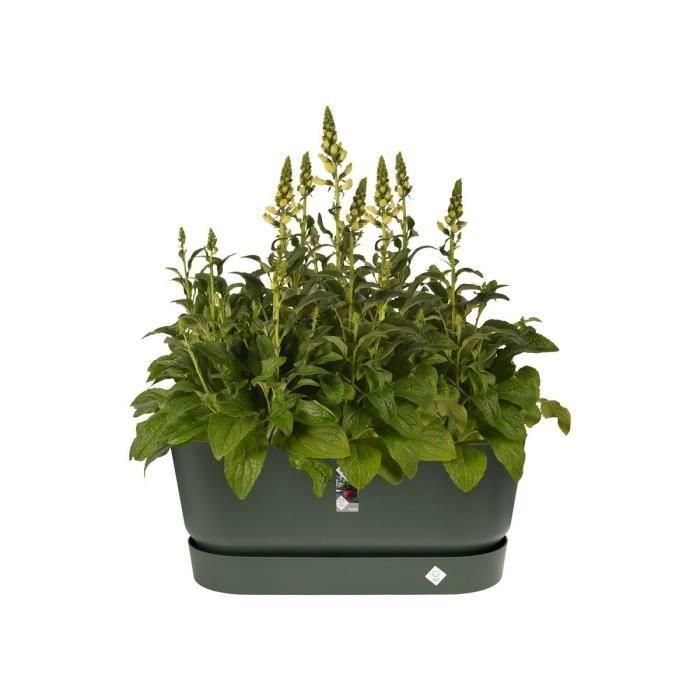 ELHO Jardiniere avec roues Greenville Terrasse 80 - L 35 x W 78 x H 33.5 cm- Leaf green 1
