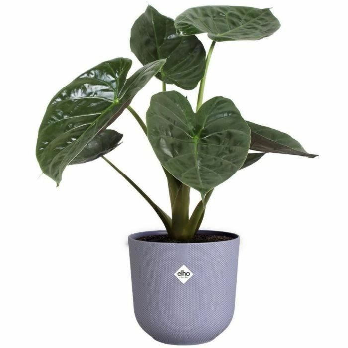 Pot Elho Jazz Blanc Lila Plastique Rond 3 Pièces 2