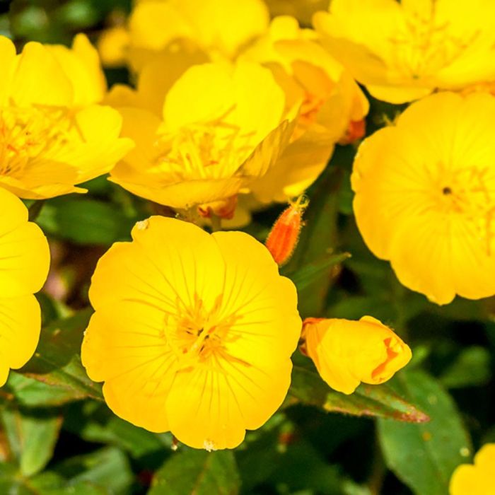 Kiehl'S Midnight Recovery Botanical Cleansing Oil 175 mL 3 Kiehl'S Midnight Recovery Botanical Cleansing Oil 175 mL 3