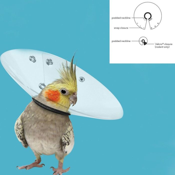Collar Isabelino para Pájaros KVP Saftshield Transparente (5,1-7 cm) 1