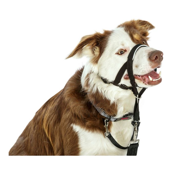 Collar de Adiestramiento para Perros Company of Animals Halti Negro Bozal (29-36 cm) 4