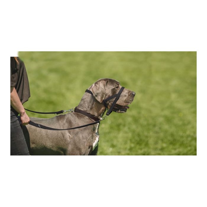 Collar de Adiestramiento para Perros Company of Animals Halti Negro Bozal (51-73 cm) 7