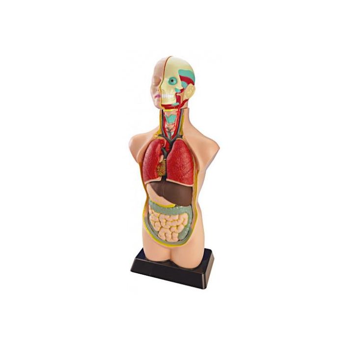 Juego Anatomia Humana 11 Piezas 50 Cm Miniland 99020 1