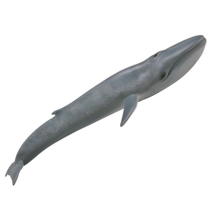 Collecta 88834 Ballena Azul XL, Figura Animal Marino Detallada y Realista. Nuevo Modelo Gris Sombreado Ideal para Niños +3 Años 2 Collecta 88834 Ballena Azul XL, Figura Animal Marino Detallada y Realista. Nuevo Modelo Gris Sombreado Ideal para Niños +3 Años 2
