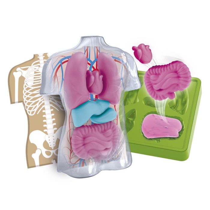 Kit Anatomía Squishy Organs 55577 Clementoni 1 Kit Anatomía Squishy Organs 55577 Clementoni 1