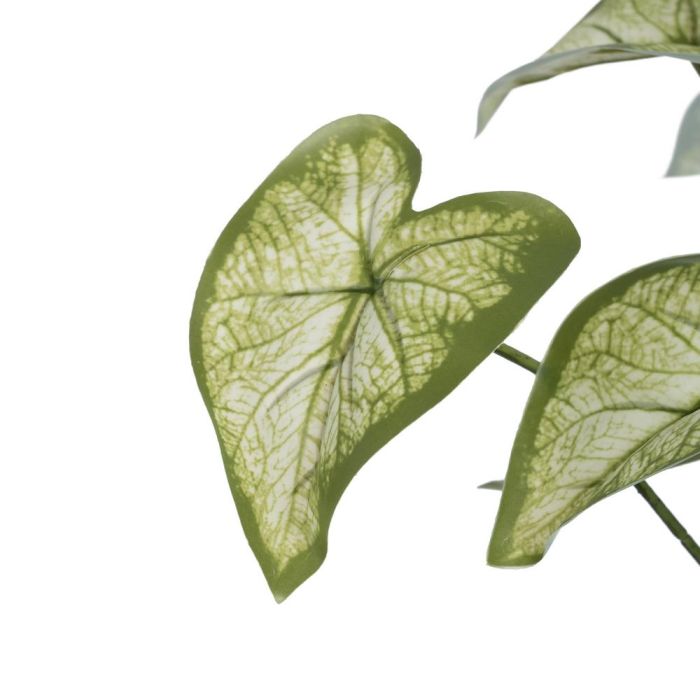 Rama Singonio Verde "Pvc" 36 X 38 X 48 cm