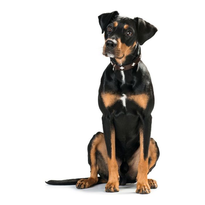 Collar para Perro Hunter Swiss Negro, marrón (35-39.5 cm) 3