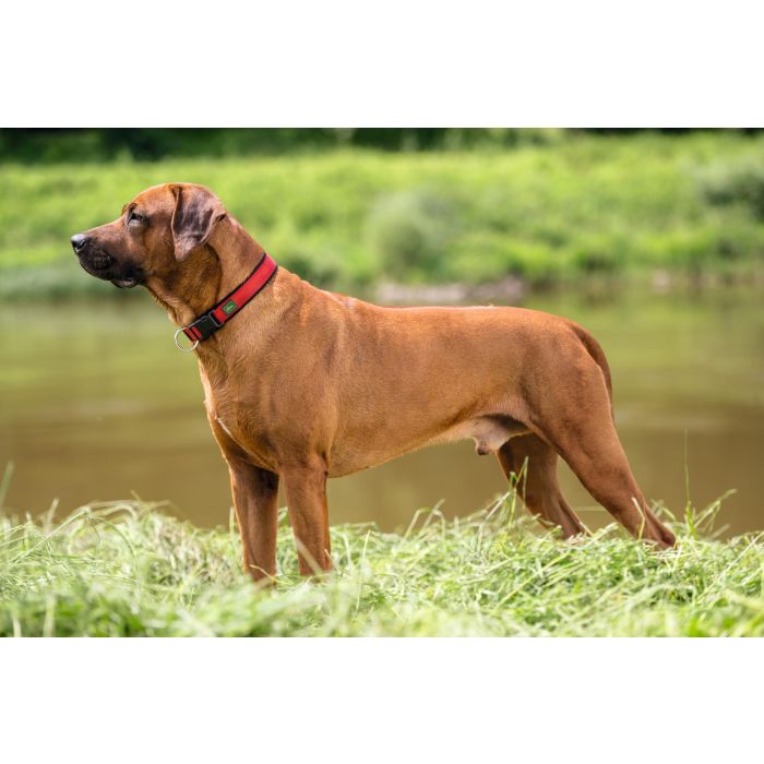Hunter Collar para Perro Neopren Vario Plus, Acolchado de Neopreno y Nylon Resistente, Rojo, Cuello 28-30 cm, Ancho 15 mm, Ideal Uso Diario 0 Hunter Collar para Perro Neopren Vario Plus, Acolchado de Neopreno y Nylon Resistente, Rojo, Cuello 28-30 cm, Ancho 15 mm, Ideal Uso Diario 0