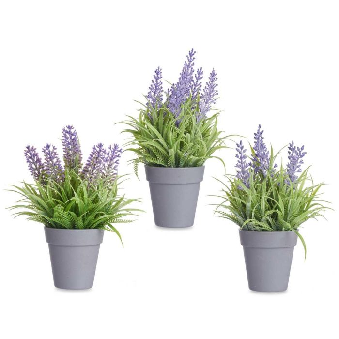 Maceta Lavanda Surtidos Ibergarden 14x21x14cm (24 Unidades) 1 Maceta Lavanda Surtidos Ibergarden 14x21x14cm (24 Unidades) 1