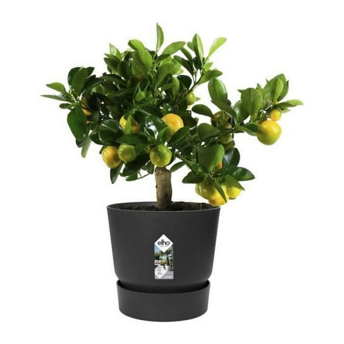 Maceta Elho Greenville Negro Plástico Redonda Redondo Ø 30 cm Ø 29,5 x 27,8 cm 2 Maceta Elho Greenville Negro Plástico Redonda Redondo Ø 30 cm Ø 29,5 x 27,8 cm 2