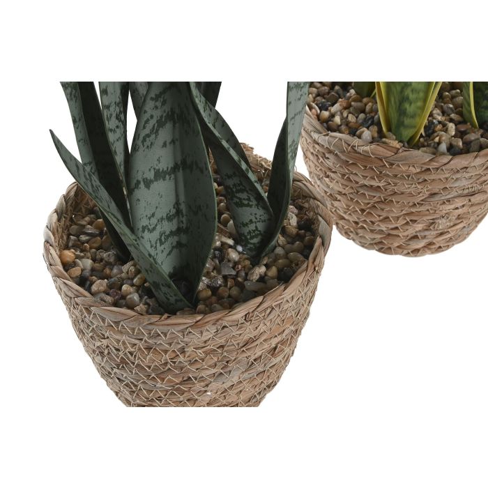Planta  DKD Home Decor Verde Amarillo 13 x 35 x 13 cm (6 Unidades) 2