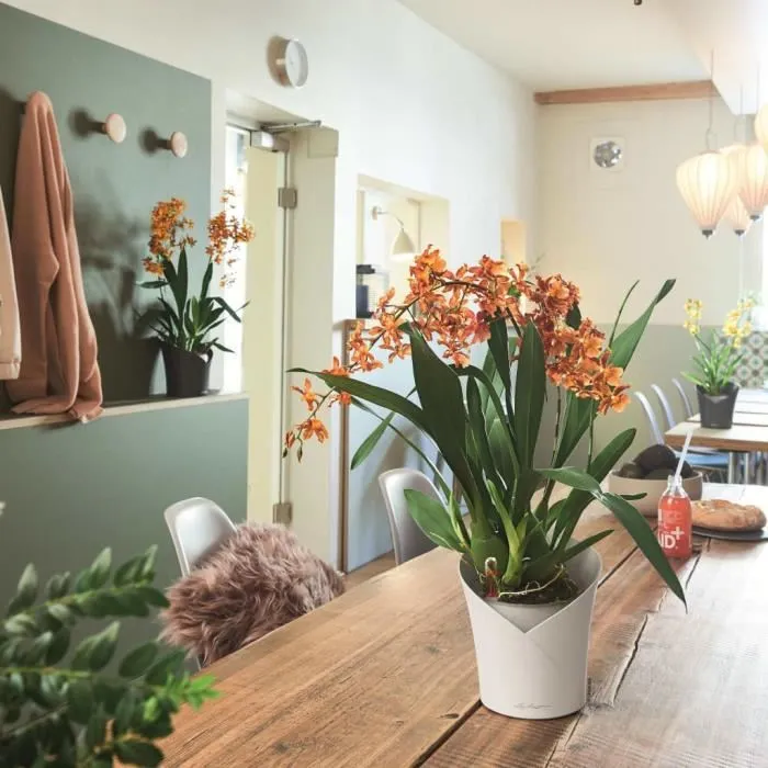 Lechuza LEC4008789139603 Maceta ORCHIDEA ALL-IN-ONE Blanco mate 3