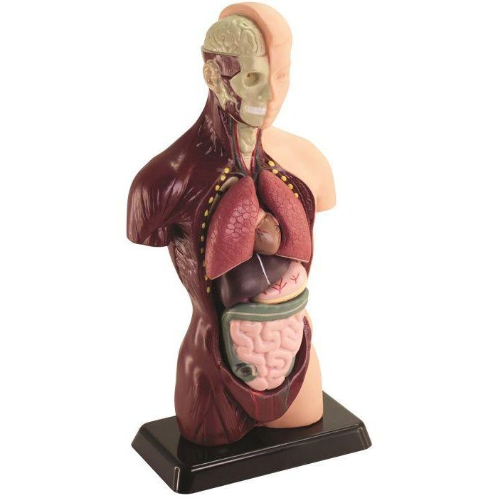 HOLA MAESTRO Anatomía del Busto: Modelo Detallado para Descubrir el Cuerpo Humano 2 HOLA MAESTRO Anatomía del Busto: Modelo Detallado para Descubrir el Cuerpo Humano 2