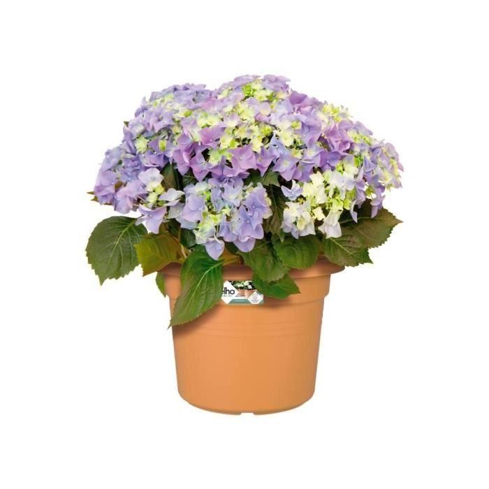 Basos verdes de la olla de flores redondas - plástico - Ø40 - terracota suave 1 Basos verdes de la olla de flores redondas - plástico - Ø40 - terracota suave 1