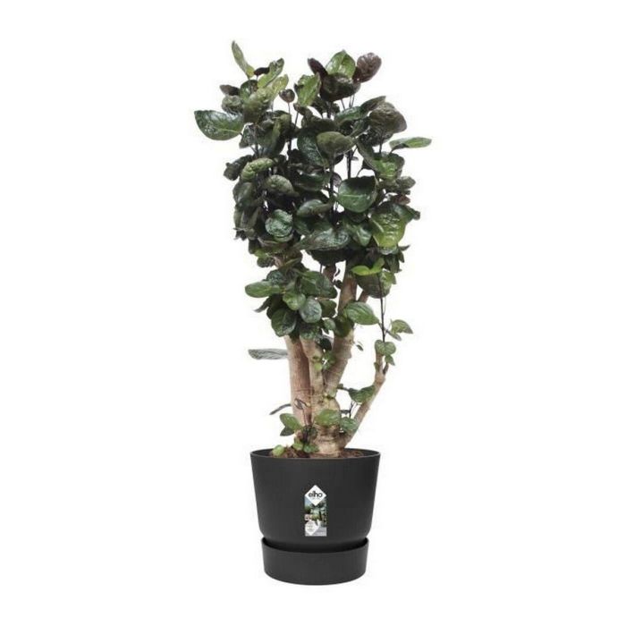 Maceta Elho Greenville Negro Plástico Redondo Redonda Ø 40 cm Ø 39 x 36,8 cm 2