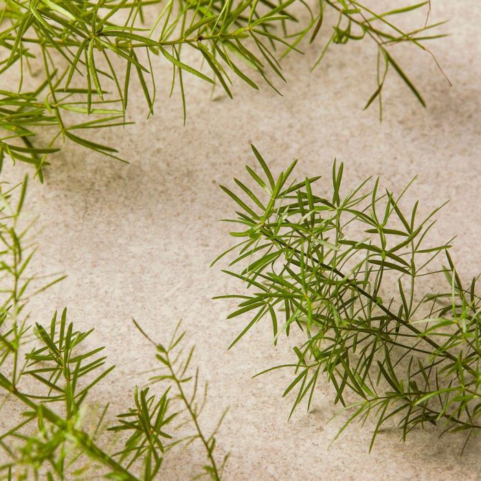 The Body Shop Tea Tree Limpiador Facial 60 mL 3