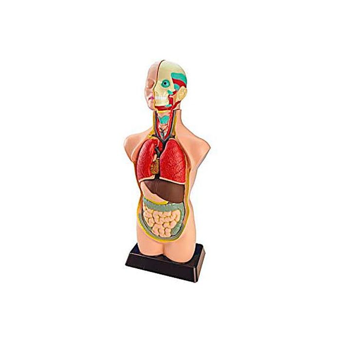 Juego Miniland Anatomia Humana 11 Piezas 50 cm 1