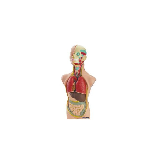 Juego Miniland Anatomia Humana 11 Piezas 50 cm