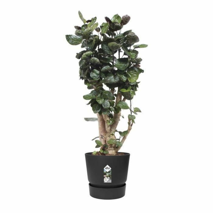 Elho Greenville 47 Maceta Redonda Exterior Ø 47 x H 44.1 cm Negro Living Plástico Reciclado Resistente Heladas Depósito Agua 2 Elho Greenville 47 Maceta Redonda Exterior Ø 47 x H 44.1 cm Negro Living Plástico Reciclado Resistente Heladas Depósito Agua 2