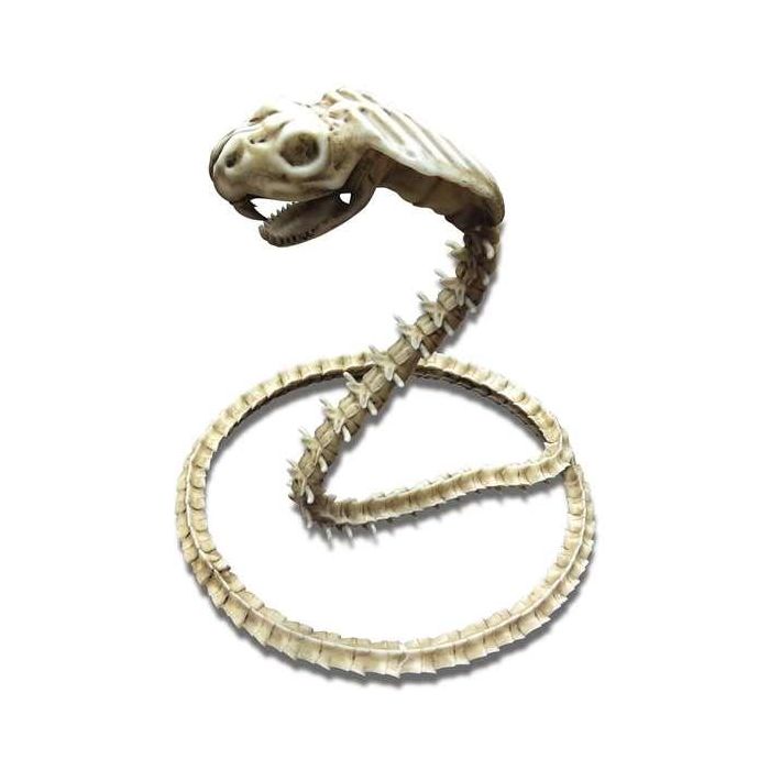 My Other Me Cobra Esqueleto Figura Decorativa 50x43x13 cm - Edad Mínima 3 Años 1