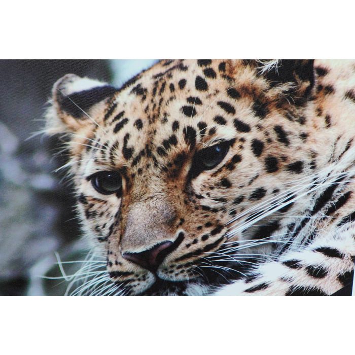 DKD Home Decor Cuadro Decorativo Set 3 Unidades Estilo Colonial con Detalles de Leopardo Multicolor 70x50x1.8 cm en Lienzo y MDF Surtidos 2