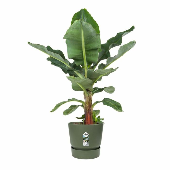 Elho ELH8711904529468 Maceta Redonda Greenville 55 Verde Ø 55 x H 50 cm exterior 100% reciclado 1 Elho ELH8711904529468 Maceta Redonda Greenville 55 Verde Ø 55 x H 50 cm exterior 100% reciclado 1