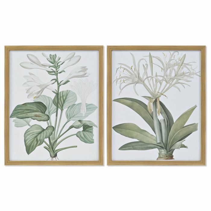 Cuadro DKD Home Decor 43 x 3 x 53 cm Plantas botánicas (2 Unidades)
