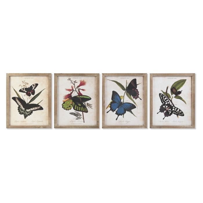 Cuadro DKD Home Decor Mariposas 40 x 2 x 50 cm Shabby Chic (4 Piezas)