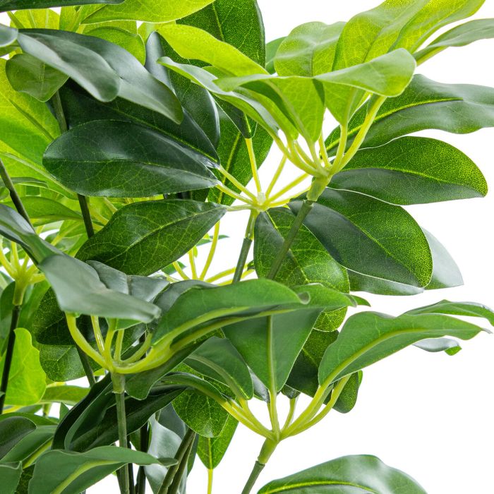 Planta Decorativa Alexandra House Living Plástico Schefflera 155 cm 6