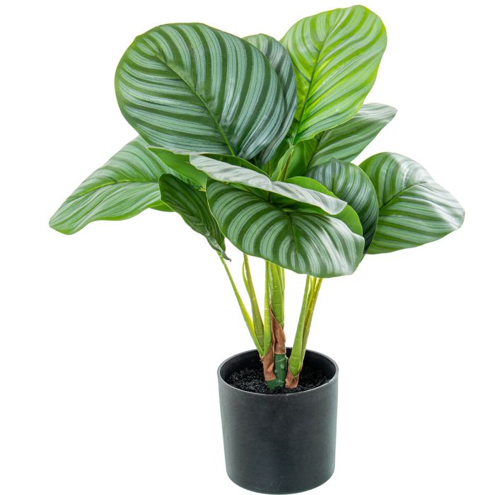 Planta Decorativa Alexandra House Living Plástico Calathea 50 cm