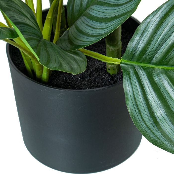 Planta Decorativa Alexandra House Living Plástico Calathea 90 cm 4