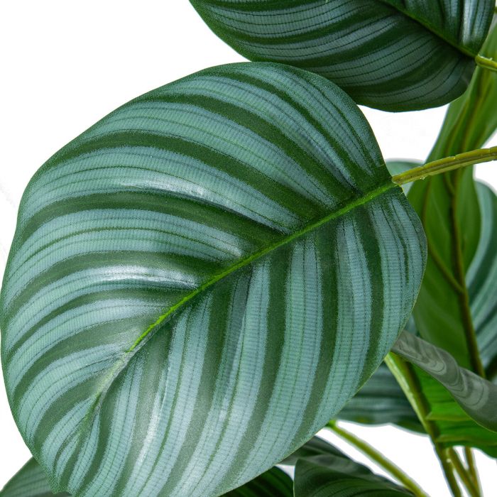 Planta Decorativa Alexandra House Living Plástico Calathea 90 cm 1