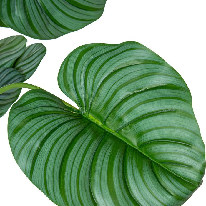 Planta Decorativa Alexandra House Living Plástico Calathea 150 cm 1