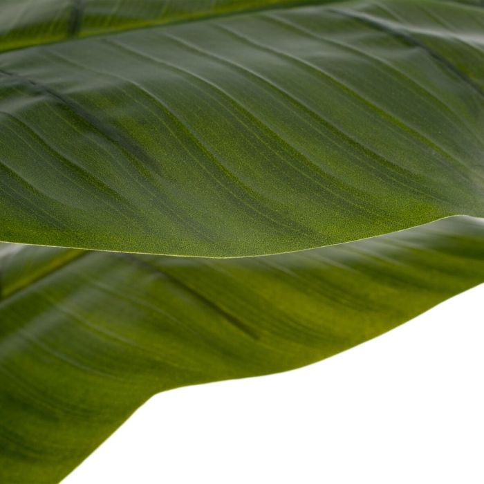 Planta Decorativa 78 x 78 x 155 cm Verde Bananera 3 Planta Decorativa 78 x 78 x 155 cm Verde Bananera 3