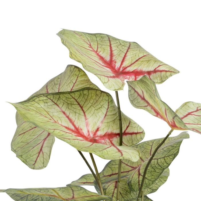 Planta Decorativa Rojo Verde PVC 40 x 35 x 55 cm 2