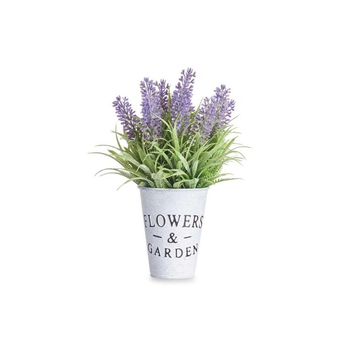 Planta Lavanda Bote Metal 22Cm Ibergarden (12 Unidades) 1 Planta Lavanda Bote Metal 22Cm Ibergarden (12 Unidades) 1